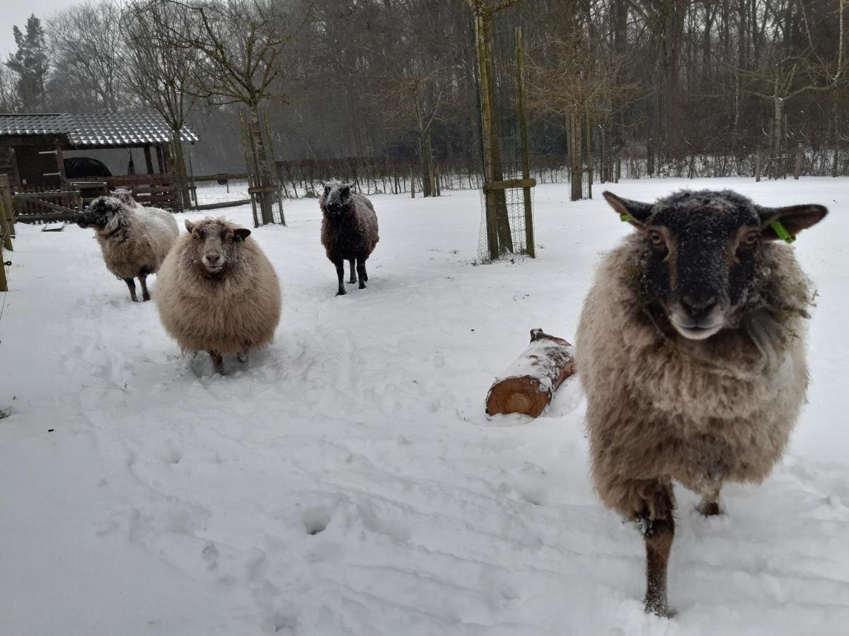 Hoeve Op Vollenhof Везеп Екстер'єр фото